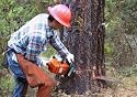Forestry Forest Industry Timber Logging Lumber Wood Films on DVD