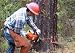Forestry Forest Industry Timber Logging Lumber Wood Films on DVD