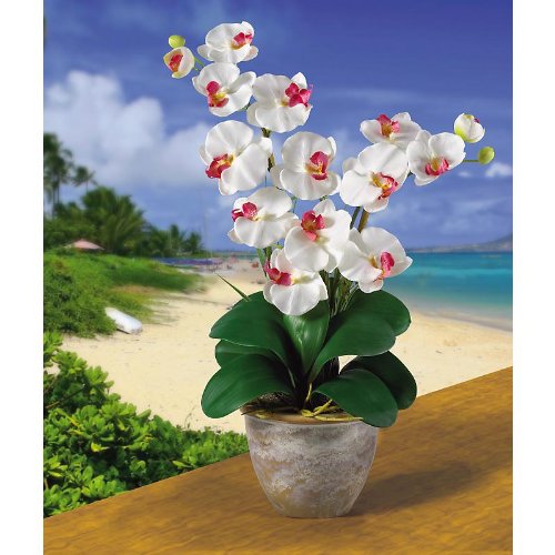 Double Stem Phalaenopsis Silk Orchid Arrangement