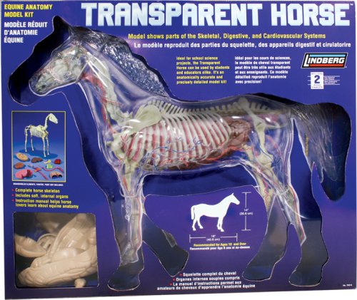 Lindberg 1:4 scale Transparent Horse model kit