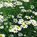 Chamomile - Roman - 50000 Seeds
