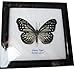 FRAMED REAL BEAUTIFUL GLASSY TIGER BUTTERFLY DISPLAY INSECT TAXIDERMY