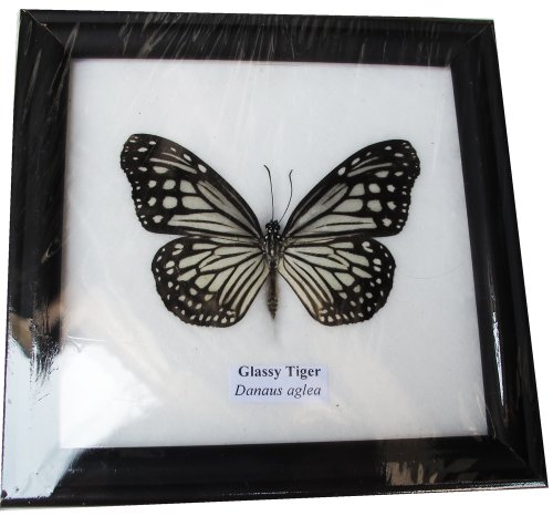 FRAMED REAL BEAUTIFUL GLASSY TIGER BUTTERFLY DISPLAY INSECT TAXIDERMY