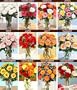 12 Months of Roses