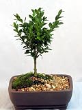 Japanese Boxwood Bonsai Tree - Buxus - Indoors/Out