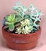 Succulent Garden - Easy to Grow! - 5 Different Plants!