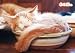 108ピース ねこ鍋 108-333