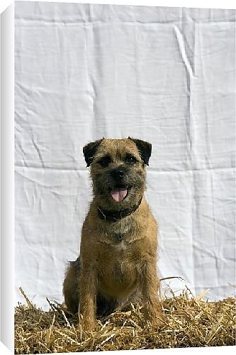 Canvas Prints of Border Terriers from Country Life Canvas Prints of Border Terriers from Country Life