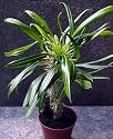 Madagascar Palm 10 Seeds - Pachypodium Lamerei - EXOTIC