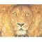 Caldecott Winners Gallery