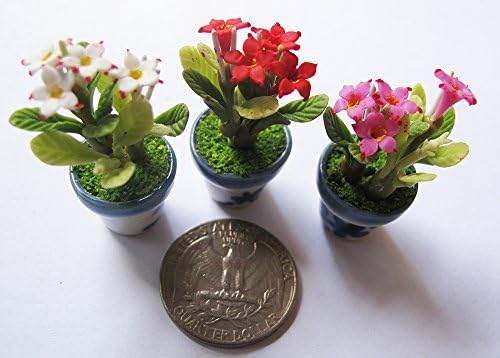 3 Lovely Mix adenium obesum Plant Flower Dollhouse Miniature ,Home Decoration