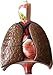 Herindera Human Lungs With Heart RS.600.00