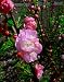 Rose Tree of China