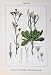 Chondrilla Juncea Flowers Sturms 1906 Taraxacum Vulgare