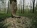 Beaver Damage is Apparent on a Tree in the Woods Photographic Poster Print by Norbert...