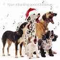 Barking Good Christmas Mixed Dogs Christmas Cards Pack