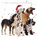 Kitchen & Housewares : Barking Good Christmas Mixed Dogs Christmas Card Pack