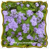 1 Oz Mistflower (Eupatorium coelestinum) Bulk Wildflower Seeds