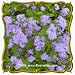 1 Oz Mistflower (Eupatorium coelestinum) Bulk Wildflower Seeds