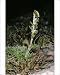 Photographic Prints of JLM-7262 Norwegian Mugwort / Scottish Wormwood from Ardea Wildlife Pets