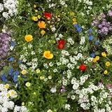 1,000 Plus Super Short Wildflower Mix of Seeds that Grow 10 inches or less , Great for Borders