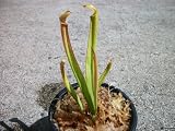 Carnivorous Sweet Pitcher Plant (Sarracenia Rubra) 4 inch pot