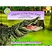 Alligator at Saw Grass Road - a Smithsonian's Backyard Book (Smithsonian Backyard)
