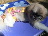 Joybies Sunshine Yellow Aloha Piddle Pants(tm) for Large Female Dog (Measuring 17