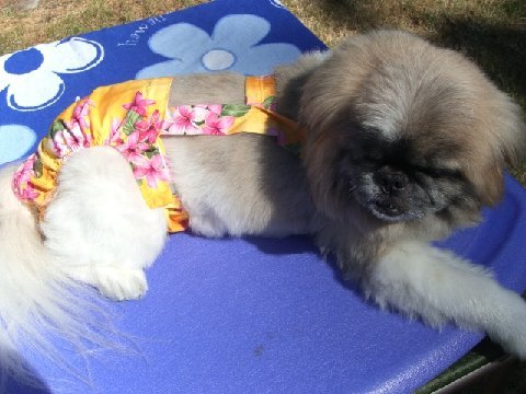 Joybies Sunshine Yellow Aloha Piddle Pants(tm) for X Small Female Dog (Measuring 11