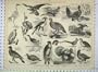 Ornithology Rapacious Gallinaceous Birds Grouse Fowl