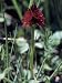 Close-Up of a Black Vanilla Orchid Flower, Aosta Valley, Puglia, Italy (Nigritella Nigra) Photographic Poster Print by V. Giannella, 12x16
