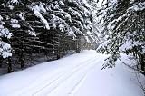 Winter Landscape with Snowy Trees and Snowmobile Path - 48