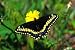 Short-tailed Black Swallowtail Butterfly (papilio Brevicauda) Feeding on Common Dandelion, Prince Edward Island, Canada - 18