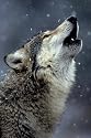 Call of the Wild (Howling Wolf) Art Poster Print - 24" X 36"