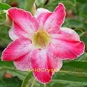 9GreenBox - Adenium Desert Rose RainBow Cloud 3~4 Years House Plant Bonsai