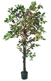 Review GKI/Bethlehem Lighting  / 6' Pre-Lit Indoor Artificial Ficus Tree With 150 Clear Lights #179908