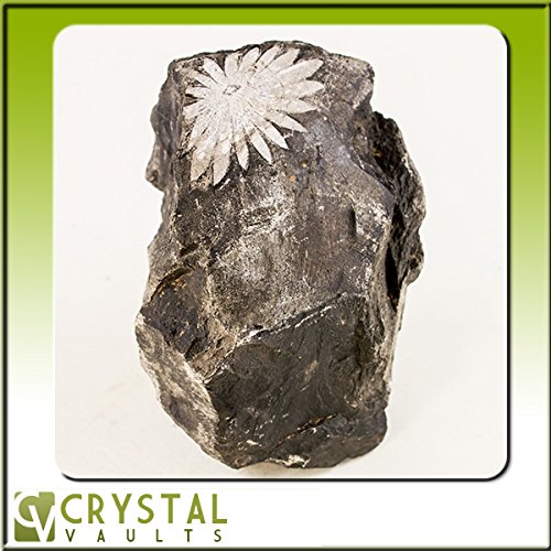 Chrysanthemum Stone