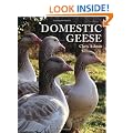 Domestic Geese