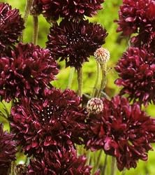 Black Bachelor Button 100 Seeds - Gothic - Annual