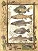 Fish Sampler by Anita Phillips. Size 12.00 inches width by 16.00 inches height. High Quality Art Poster Print