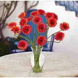 Gerber Daisy Liquid Illusion - B001DTD5YU