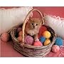 Cat in Yarn Basket (Animal) Photo Print Poster - 1&hellip by Poster Revolution