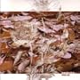 Fanes D'automne