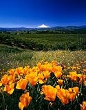 51iETnignFL. SL160  Wallmonkeys Peel and Stick Wall Decals   California Poppies and Mount Hood   18H x 14W Removable Graphic