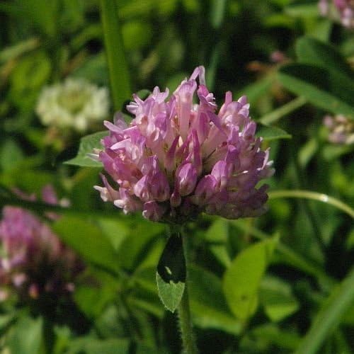 CF Herbal Supply Red Clover Herbal Infused Oil (Trifolium pratense) (4 ounces)