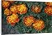 Canvas Prints of African Marigold - Close-up from Ardea Wildlife Pets