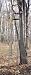 Family Tradition 12' Basic Ladder Tree Stand