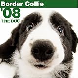 Border Collie 2008 Square Wall Calendar