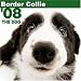 Border Collie 2008 Square Wall Calendar