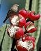Photographic Prints of WW-3919 House Finch - female feeding on fruits of Cereus peruvianus from Ardea Wildlife Pets